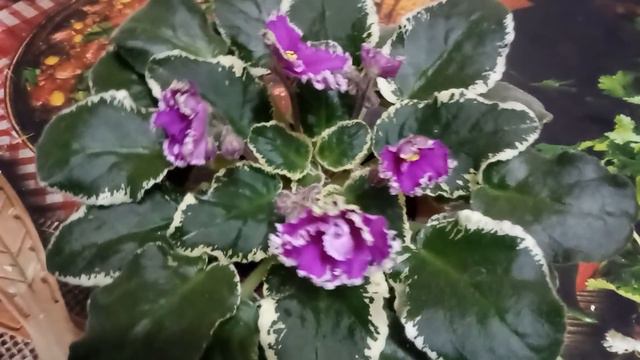 СВАЛКА ИЗ ФИАЛОК !!!!!! КАК ЖАЛЬ (((((( смотреть онлайн