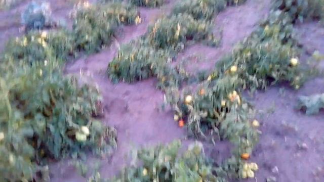 Белые арбузы в огороде после заката солнца. смотреть онлайн