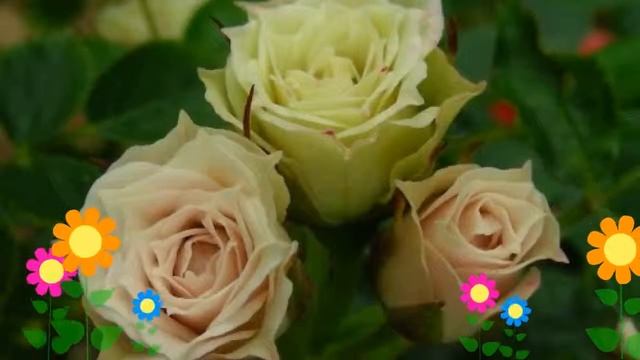 Роза миниатюрная Green Diamond. Краткий обзор, описание характеристик, где купить саженцы смотреть онлайн