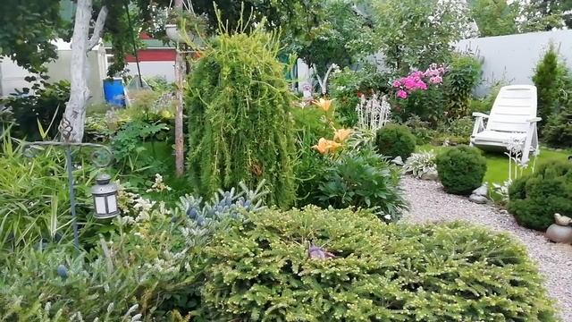 12 лучших сортов ХВОЙНЫХ в моем саду смотреть онлайн