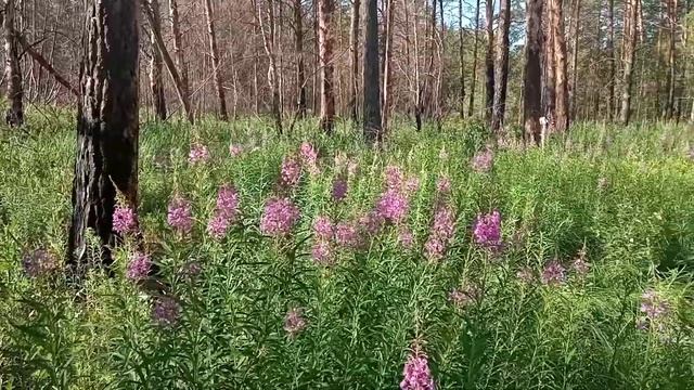 Где растет Иван-чай / Кипрей смотреть онлайн