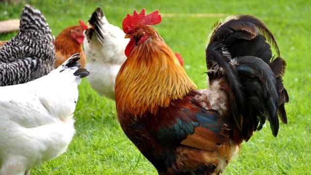 Звуки петуха, как кричит петух