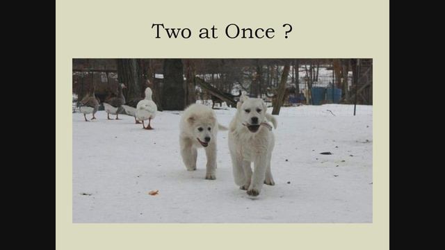 A Deeper Dive into Livestock Guardian Dogs (Part 2 of 3) смотреть онлайн