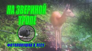 Фотоловушка на звериной тропе / фотоловушка в лесу