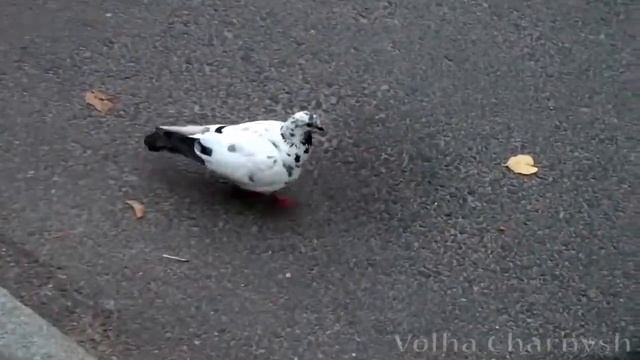 Витебск. Театр Якуба Колоса изнутри. смотреть онлайн