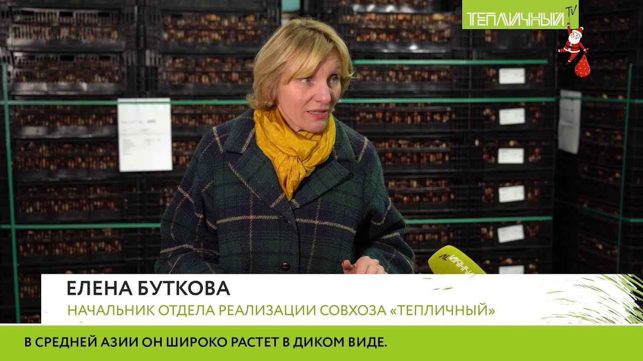 В "Тепличном" высадили тюльпаны смотреть онлайн