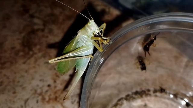 Кузнечик охотится на уховëртку. смотреть онлайн