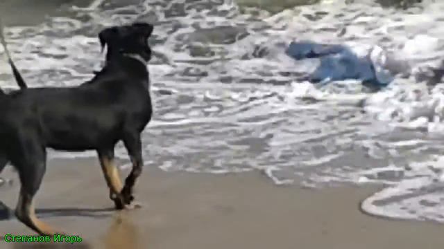 Ротвейлер В первый раз увидел море. Попытка укусить море. смотреть онлайн