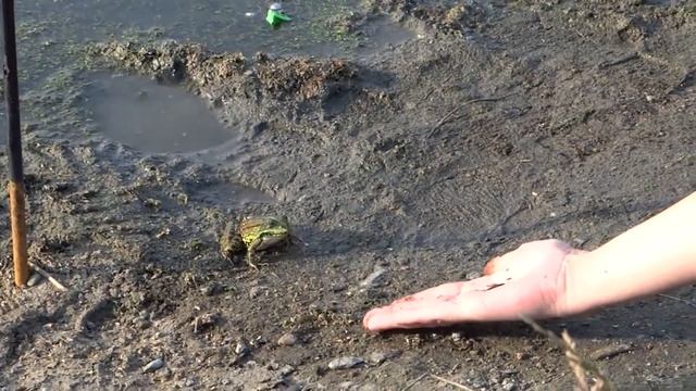 1. Как приручить лягушку