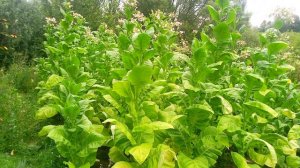 Табак 10-ая неделя первая ломка Гавана Голд