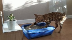 ДОМ С ЛИФТОМ из картона для кошки своими руками.