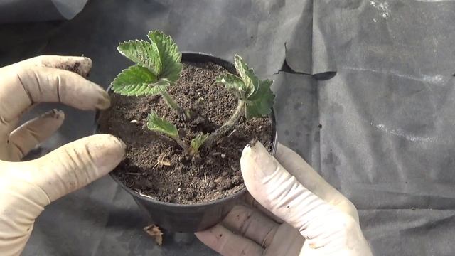 Закончилась зимовка усов земляники в подвале. смотреть онлайн