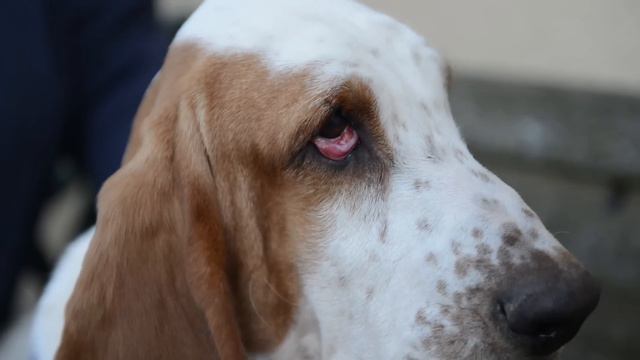 Dog Lover Sells Contents Of Home On EBay To Pay £1,300 Vet's Bills For EYE LIFT