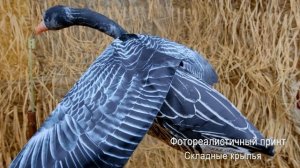 Флюгер летающий белолобый.  Чучело белолобого гуся со складными крыльями..mp4