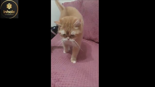 Чииииил????? смотреть онлайн