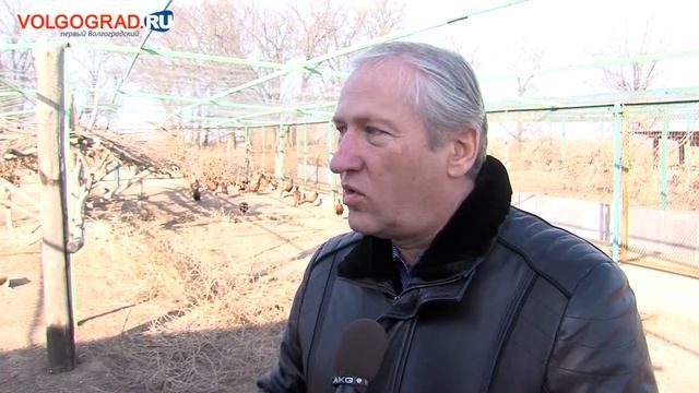 Фазаны встали на крыло смотреть онлайн