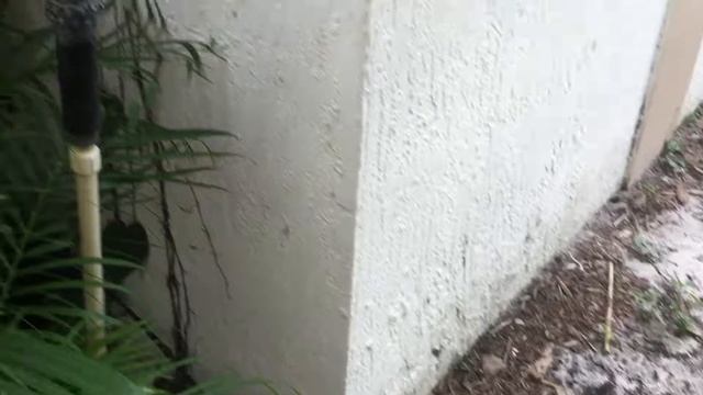 PO563 - Golden Pothos - Epipremnum aureum - Golden Pothos Growing on a Cabbage Palm Tree смотреть онлайн