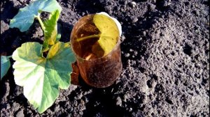 КАК СДЕЛАТЬ КАПЕЛЬНЫЙ ПОЛИВ из пластиковых бутылок