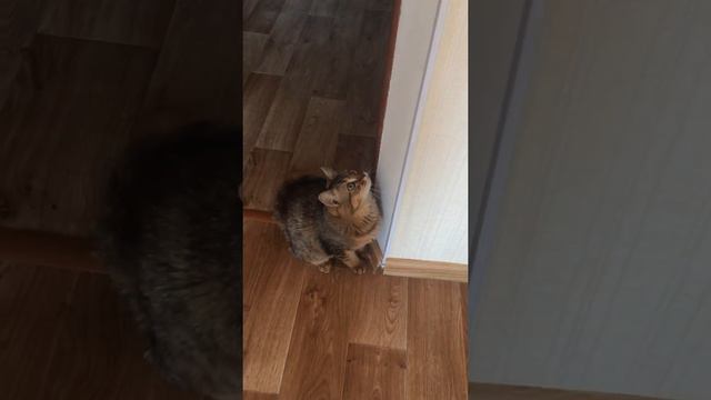 Котик общается с мухами 🤣 смотреть онлайн