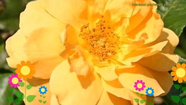 Роза флорибунда Голден йеарс. Краткий обзор, описание характеристик, где купить саженцы Golden Year смотреть онлайн