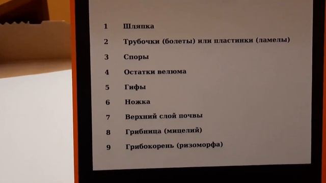 Макет грибницы с плодовым телом шляпочного гриба. Биология 5 класс. смотреть онлайн