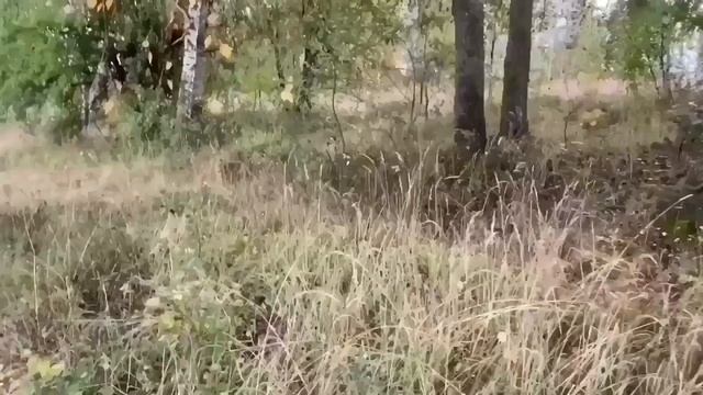 ПРИВЁЗ УРАЛКЕ СЫНА. ОЛЬГА УРАЛОЧКА LIVE.