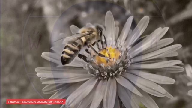 Видео RELAX для душевного спокойствия смотреть онлайн