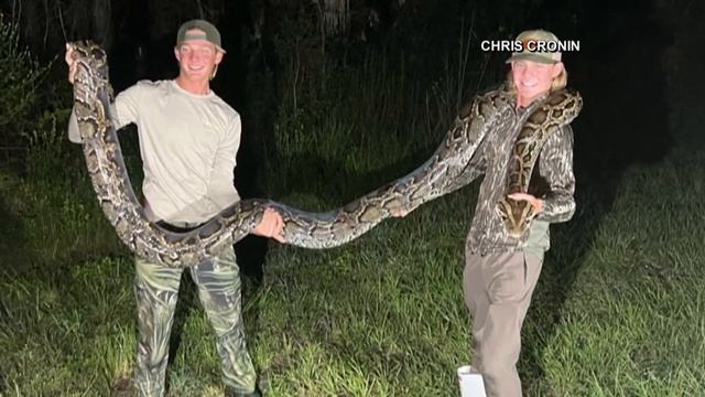 18-year-old Florida teen, others catch 16-foot Burmese python in Florida Everglades смотреть онлайн