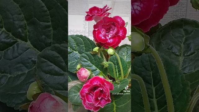 ГЛОКСИНИИ СЕЛЕКЦИЯ НГ. видео без обрезки цветов видно всю красоту. смотреть онлайн