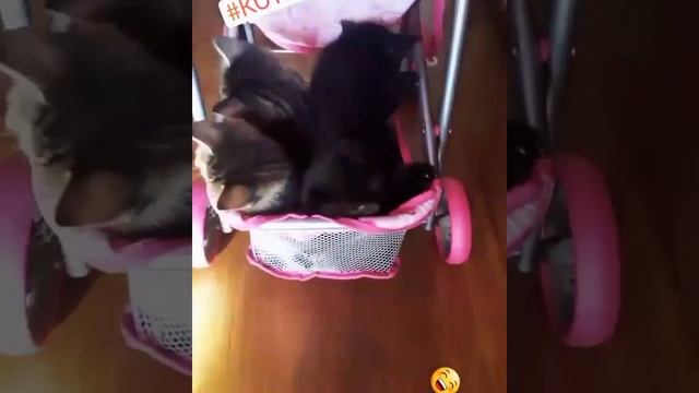 Котята смотреть онлайн
