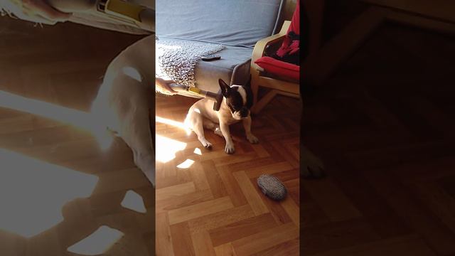 Груминг французского бульдога Адольфа (продолжение