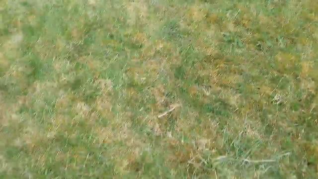 Ризеншнауцер Лада смотреть онлайн