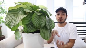 HOW TO ENCOURAGE BIGGER AND BETTER LEAVES ON YOUR CALATHEA ORBIFOLIA