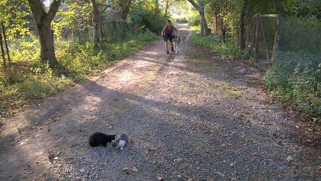 Московская сторожевая 1,3года Арчик смотреть онлайн