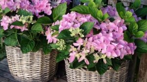 Гортензия Комнатная – секреты и условия выращивания в домашних условиях.