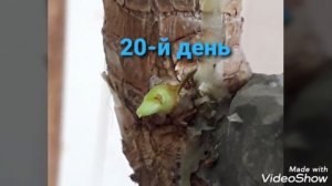 Цветочный эксперимент с ЦИТОКИНИНОВОЙ пастой.