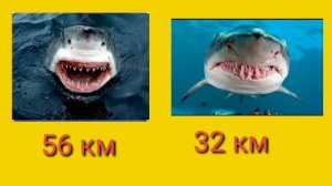 тигровая акула vs  белая акула