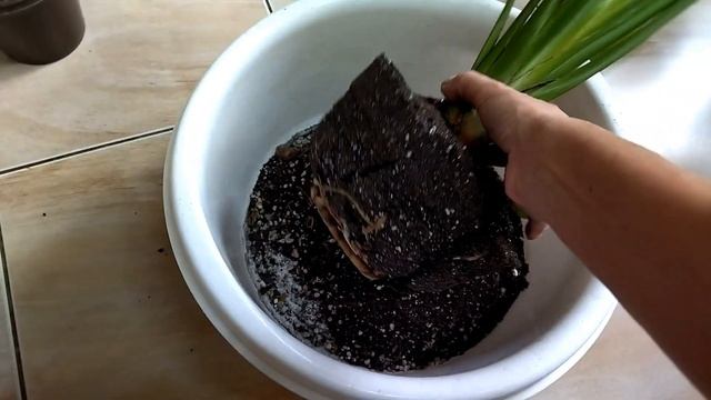 Стрелиция. Уход. Пересадка. Растения дома. смотреть онлайн