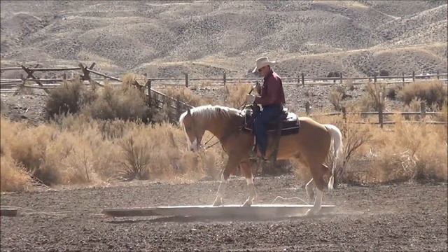 Cash: Palomino Quarter Horse For Sale смотреть онлайн