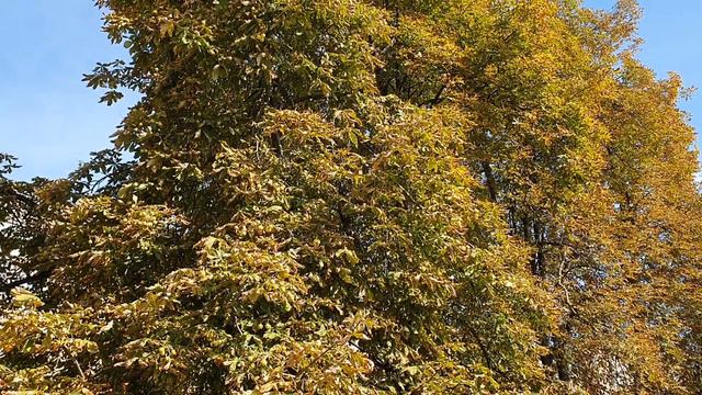 Обзор влогов / Многомама / Как же не любят Юльку и Алину...Как быть и что с этим делать?! смотреть онлайн