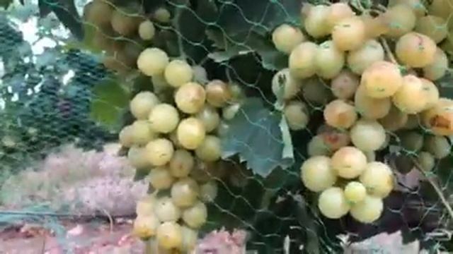 Виноград Италия смотреть онлайн