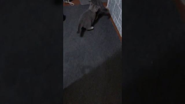 Насрик 2. Насрик дерётся с младшим братом. Два котёнка теперь живут вместе. смотреть онлайн