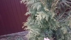 ?Туя Брабант на солнце и в тени.