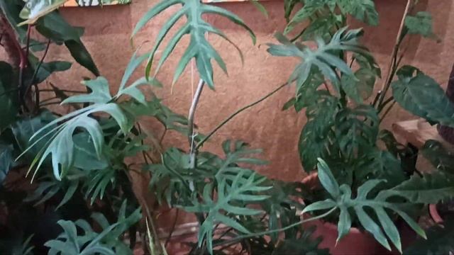 Комнатные цветы. Новинки. смотреть онлайн