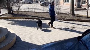 Собачья свадьба