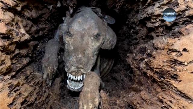 То, что нашли в стволе дерева - повергло всех в ужас! смотреть онлайн