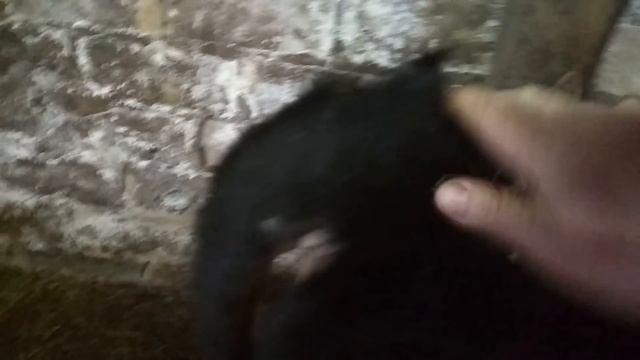 Какая порода быков лучше растет? смотреть онлайн