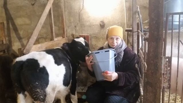 Коровы на прогулке,кормление телят смотреть онлайн