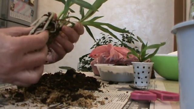 Орхидея зигопеталум. Пересадка. Мифология. смотреть онлайн