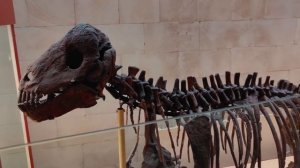 Московский палеонтологический музей. (Moscow palaeontology museum)